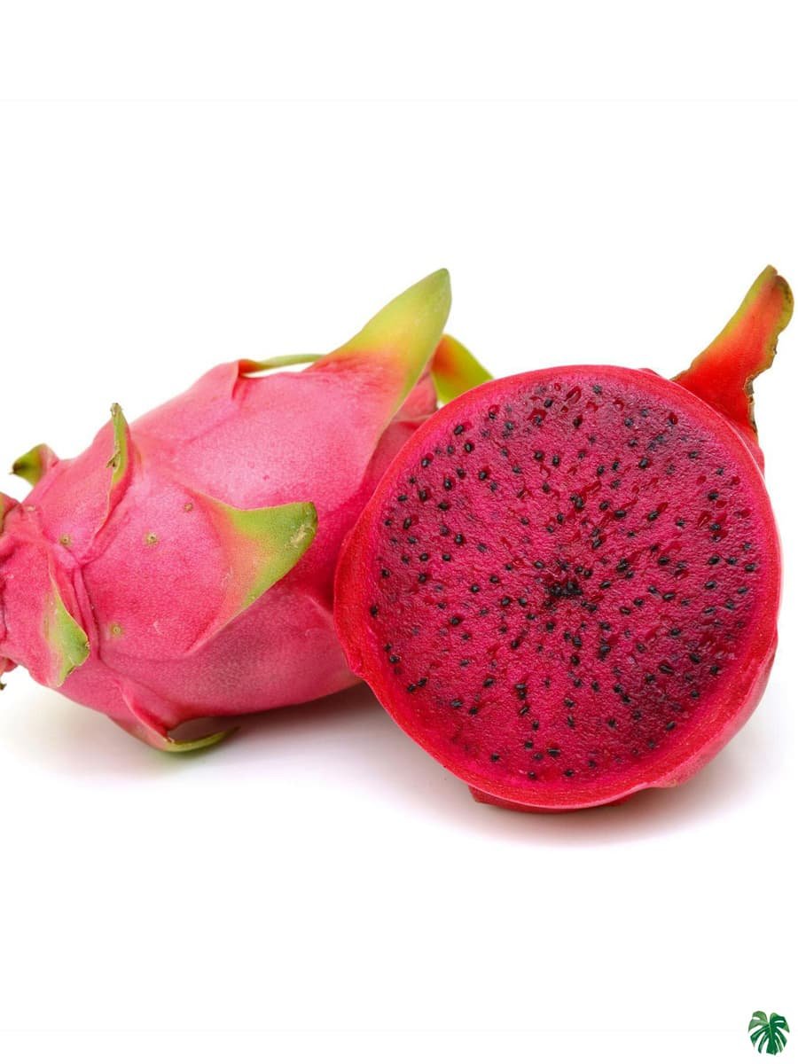 Dragon Fruit Red - कमलम - पिताया